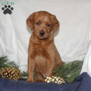 Cupid, Labrador Mix Puppy